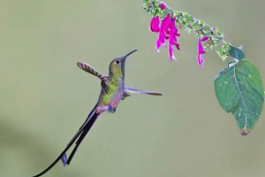 Чорно-народний колібрі clafelfoller - дивовижне творення пера Чорно-народний колібрі clafelfoller - дивовижне творення пера